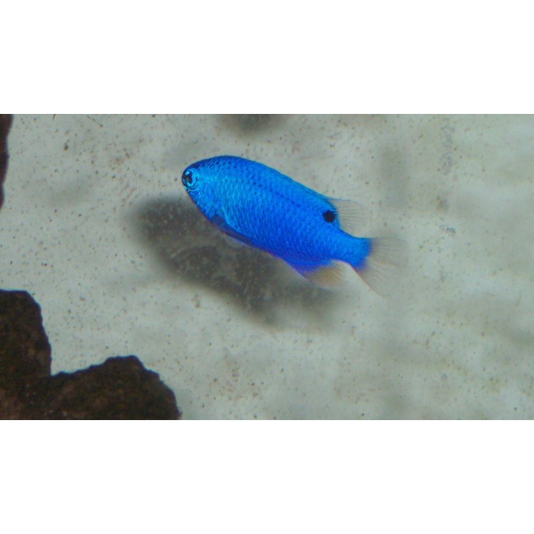 Chrysiptera cyanea Blue Devil Damsel - imagine 4